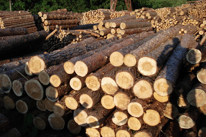 Birch logs 
